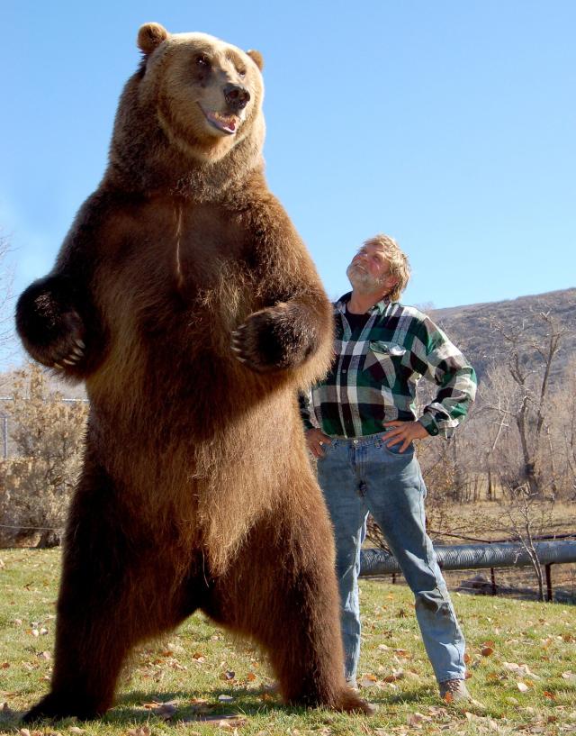 Bart the Bear - Wikipedia