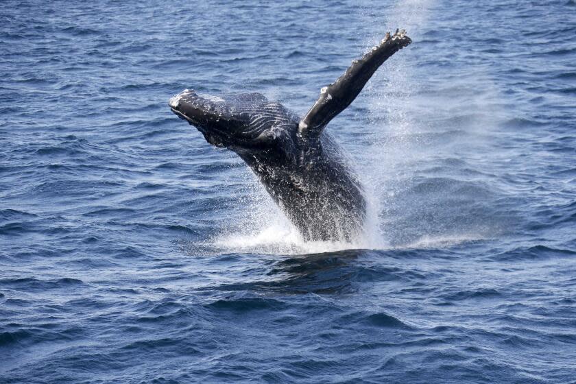 A whale breaches close to the Harbor Breeze Cruises La Espada whale watching boat off the coast of San Pedro selection of Los Angeles on Monday, Aug. 1, 2016. (AP Photo/Nick Ut)