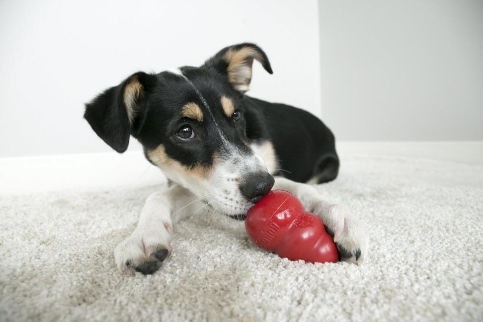 Buy a Kong Classic Dog Toy, and you'll get half off a Kong treat. (Photo: Chewy)