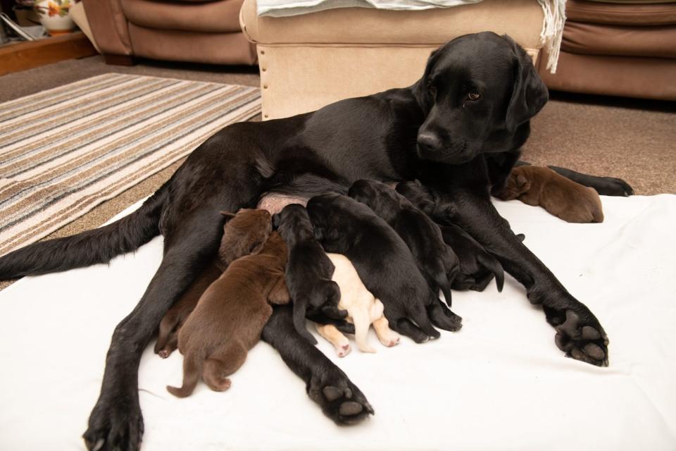 Lab has litter featuring each color