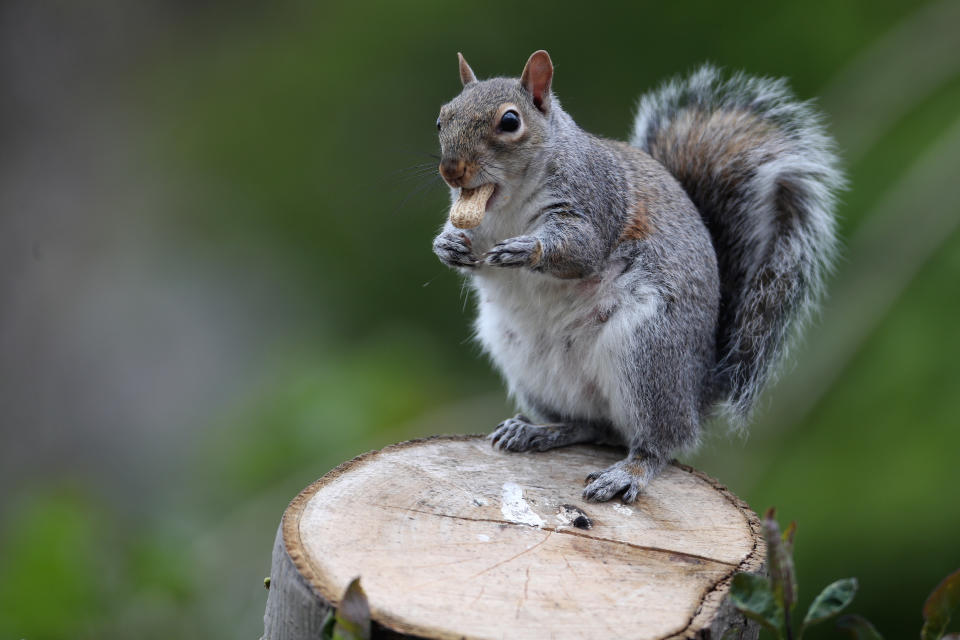 A detail view of a grey squirrel (Sciurus carolinensis)  feeding on a monkey nut on a tree stump in Stockton on Tees on Monday 25th April 2022 (Photo by Mark Fletcher/MI News/NurPhoto via Getty Images)