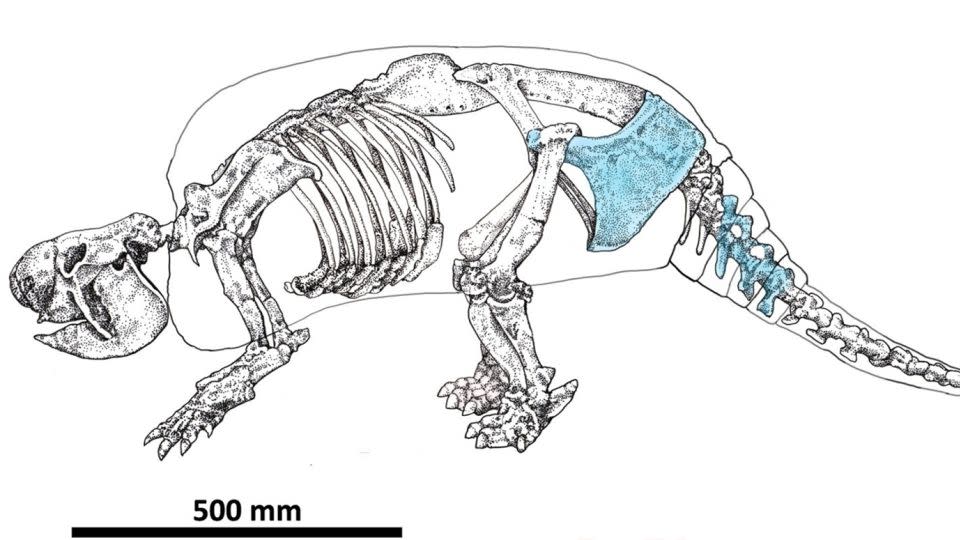 In this diagram, highlighted areas (in blue) identify the fossilized bones of the Neosclerocalyptus specimen found during the excavation near the city of Merlo in Argentina.  - Miguel Eduardo Delgado et al.