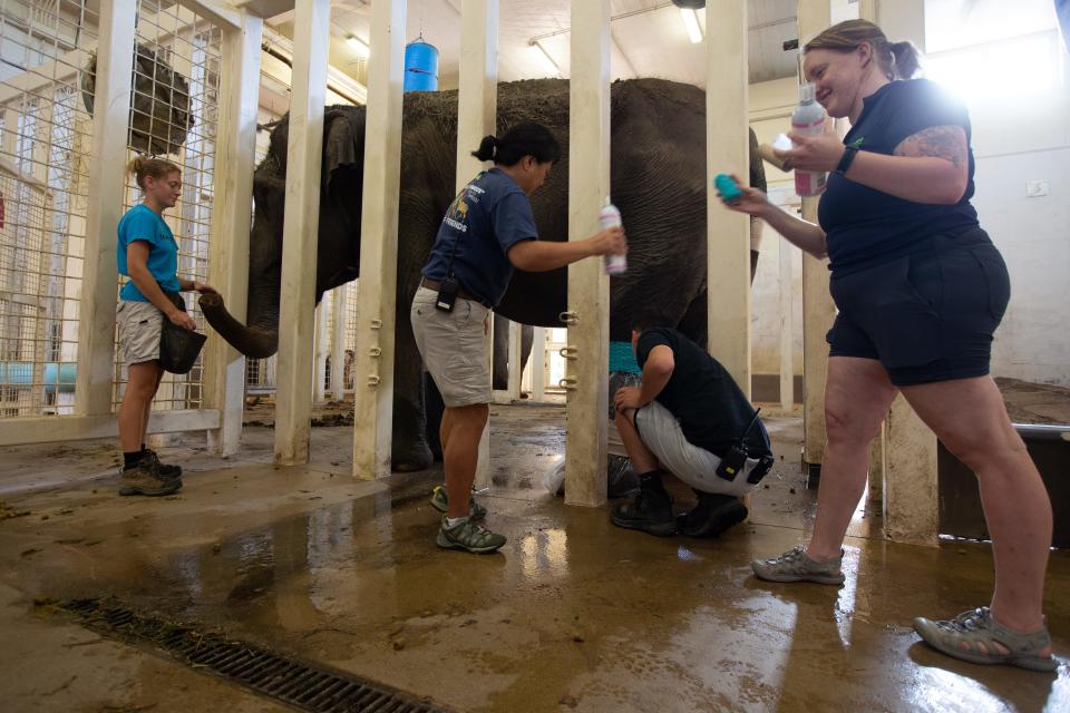 It's all hands on deck Thursday morning as Topeka Zoo staff members, from left, zookeeper Rachel McNemee, veterinarian Shirley Llizo, zookeeper Dalton Wiggins and vet tech Rachel Funk help provide medical care to Cora, the zoo's 65-year-old Asian elephant.