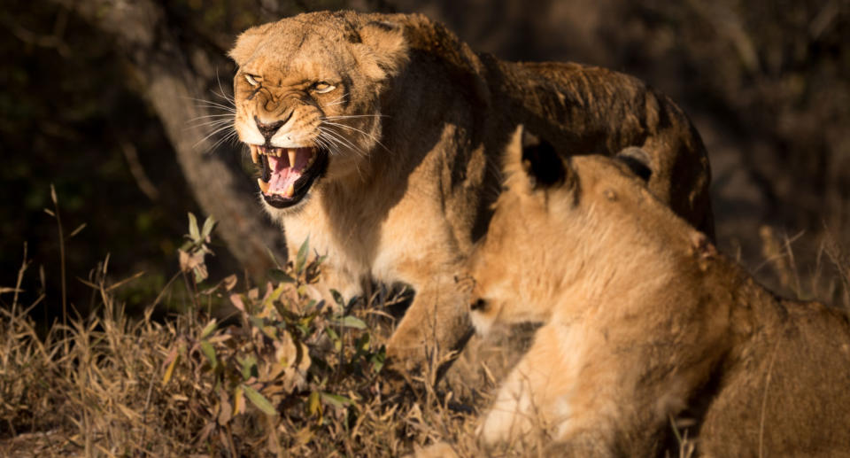 <span>The park’s anti-poaching unit found what “appeared to be human remains” near the lions.</span> File pic. Source: Getty Images