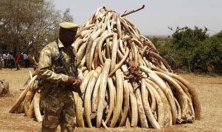 A Kenya Wildlife Service ranger walks past a pile of 15 tonnes of ivory confiscated from smugglers and poachers before it was burnt to mark World Wildlife Day at the Nairobi National Park March 3, 2015. REUTERS/Thomas Mukoya