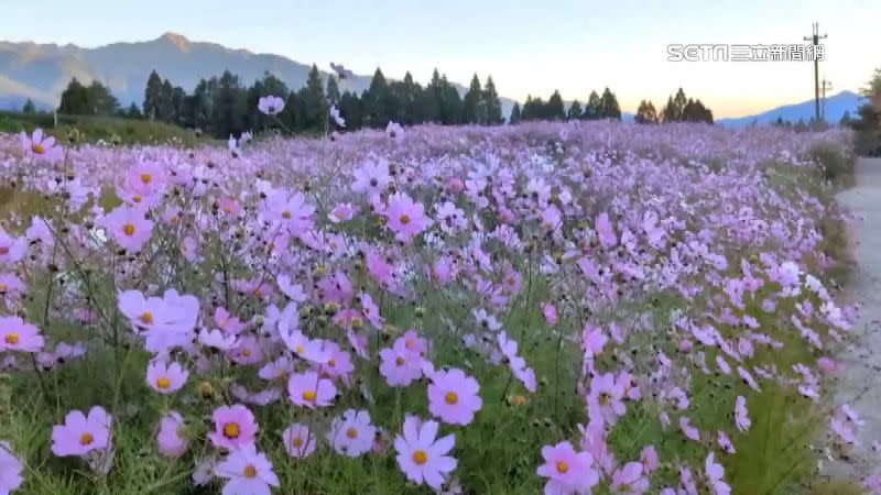 波斯菊海洋配上雪山山脈是一大美景。