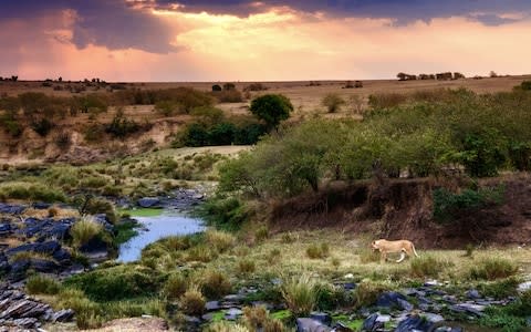 Lion Maasai Mara - Credit: Getty