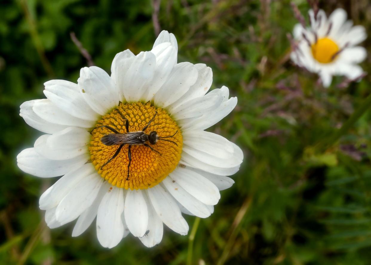 A spider wasp sits in the middle of a daisy bloom in Bremerton's Blueberry Park on Thursday, June 1, 2023.