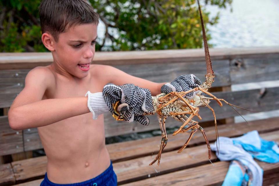 Braden Luongo, 9, concentrates as he twists and pulls the lobster to remove its tail during the final day of spiny tail lobster mini-season on July 25, 2019.