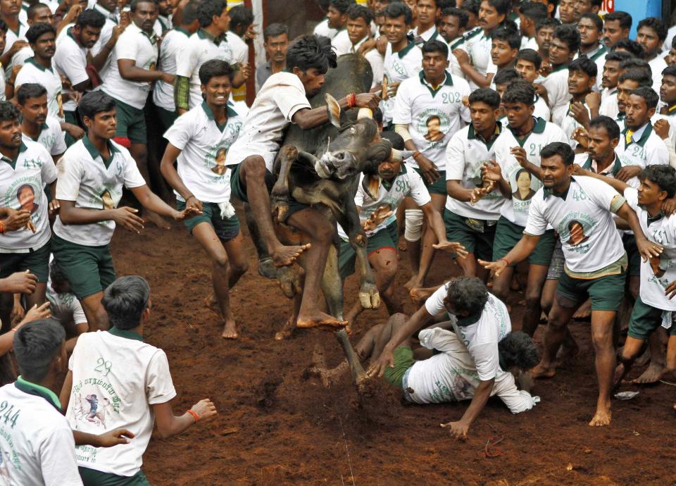 A villager tries to control a bull during a bull-taming festival on the outskirts of Madurai town