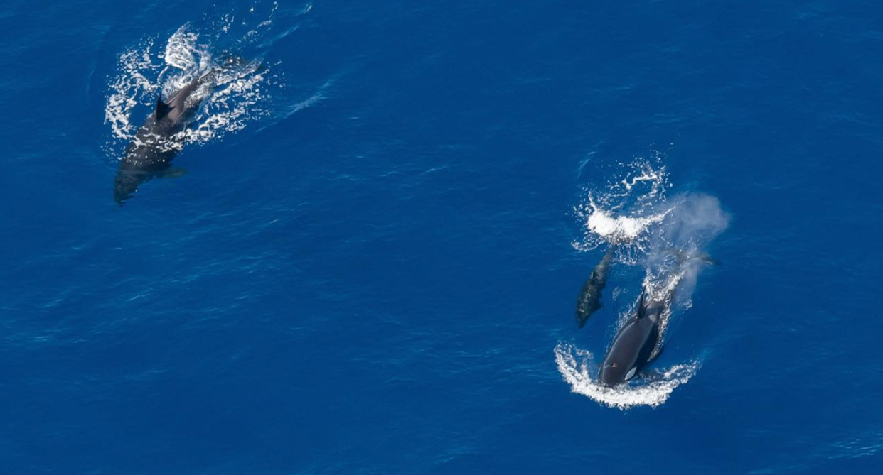 An orca calf can be seen in between two older whales off of the Exmouth coast in WA's north.