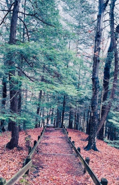 Part of the trail surrounded by hemlock trees at the preserve.
