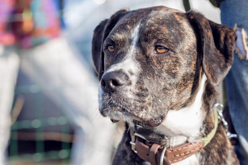 Brindle mountain cur headshot