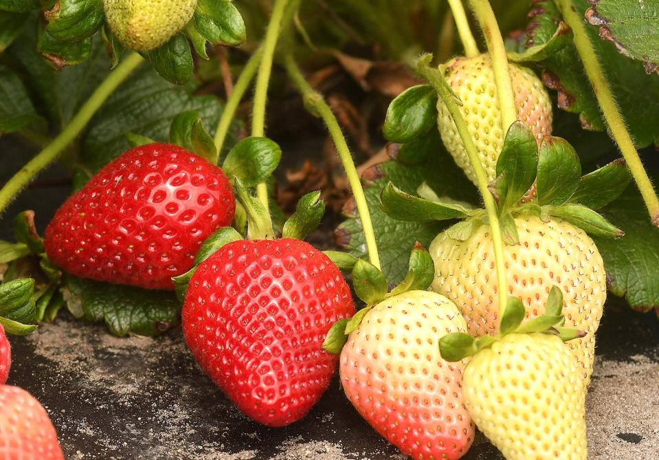 Local strawberries. KEN BLEVINS/STARNEWS FILE PHOTO