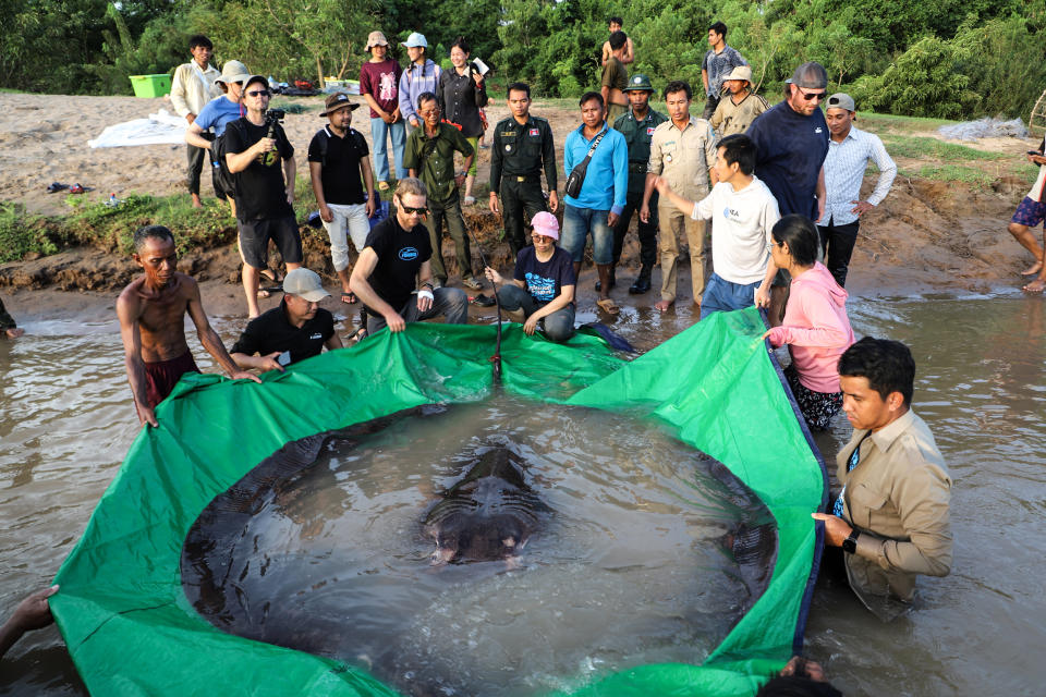 The giant freshwater stingray was captured the night of June 13, 2022 near Koh Preah island in the Mekong River in northern Cambodia. It was accidentally hooked by a 42-year-old fisherman named Moul Thun. (Chhut Chheana / Wonders of the Mekong)