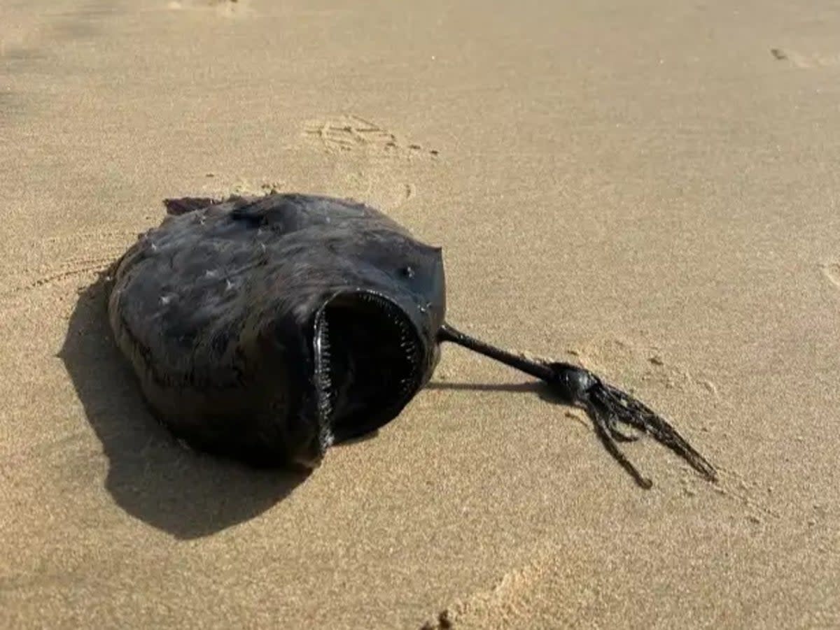 Angler fish that washed up on the shore of a California park.  (California state parks)