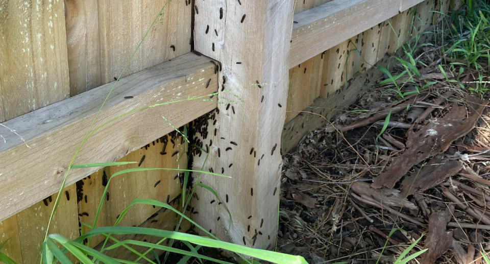 Portuguese millipedes in Melbourne home after rain