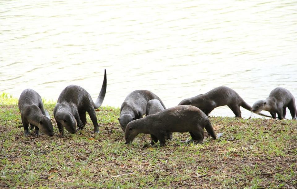 Otters_in_Singapore