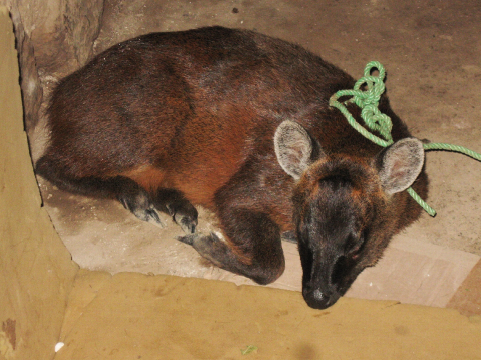 A Pudella carlae, or Peruvian Yungas Pudu, curled up. Photo from Marcos Salas, shared by Guillermo D’Elía