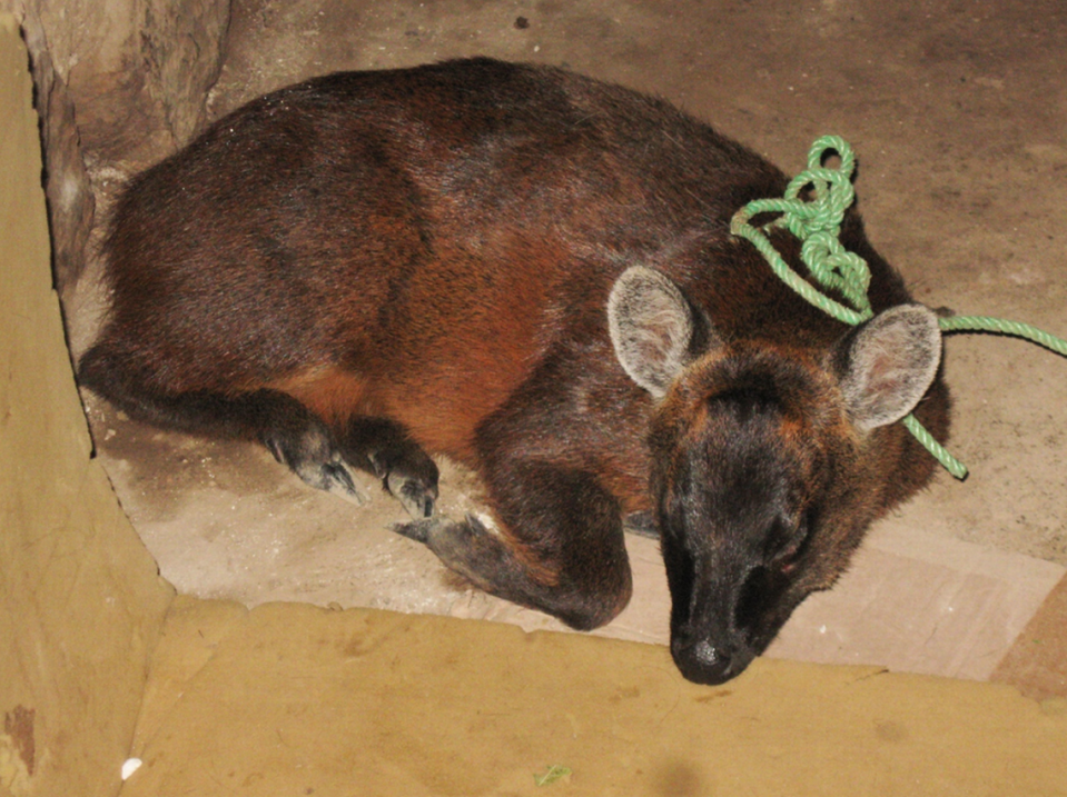 Eine Pudella carlae oder peruanische Pudu Yungas, aufgerollt.  Foto von Marcos Salas, geteilt von Guillermo D'Elia