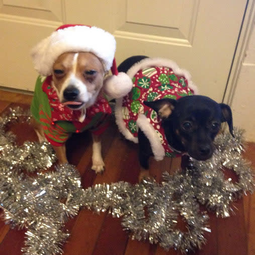 15 furry friends who do not share your Christmas spirit