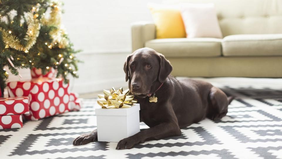 chocolate labrador lying on carpet next to christmas tree