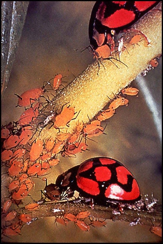 Lady beetles are beneficial insects that feed on damaging insects such as aphids, whiteflies, scales and thrips.