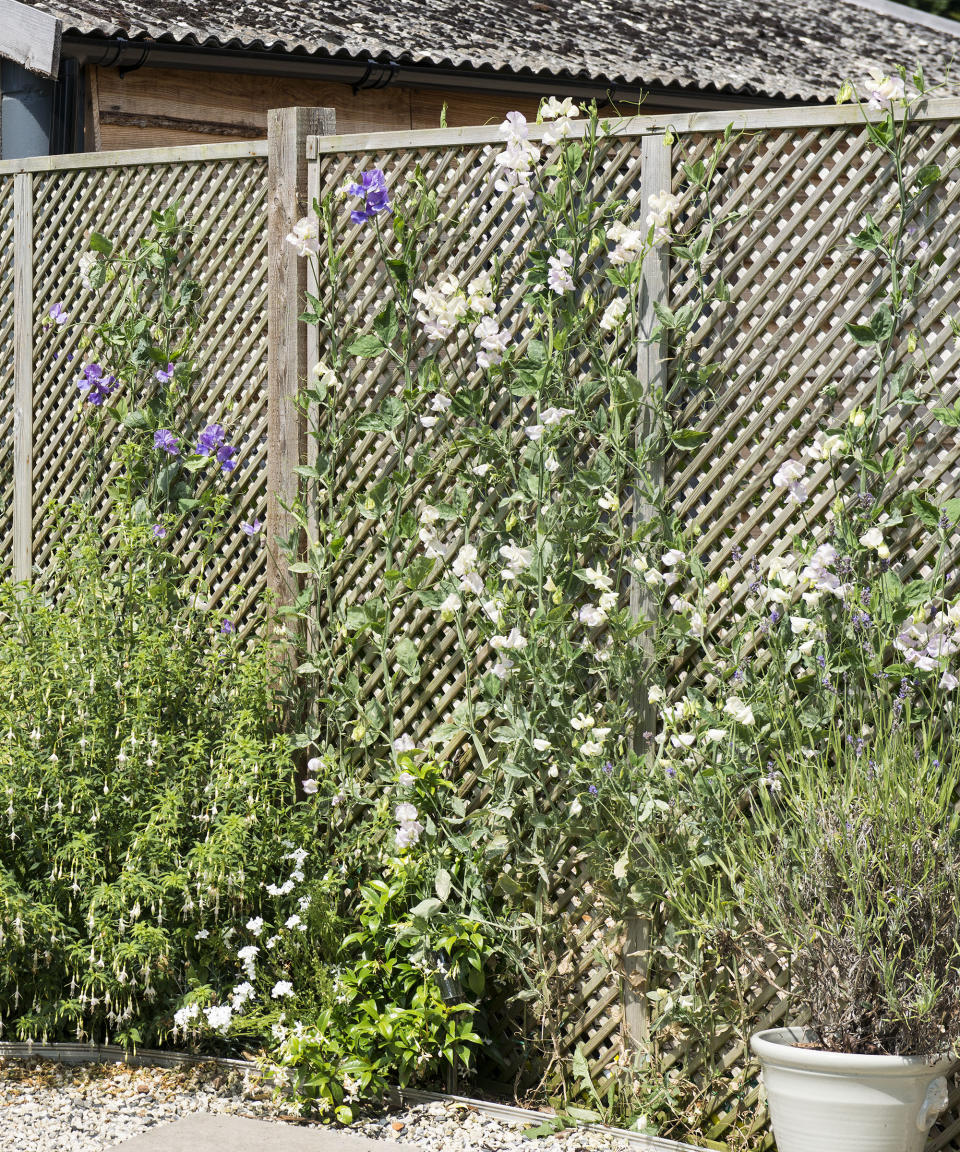 9. Go for trellised fence panels