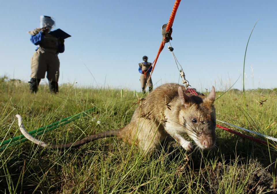 Rat géant de Gambie