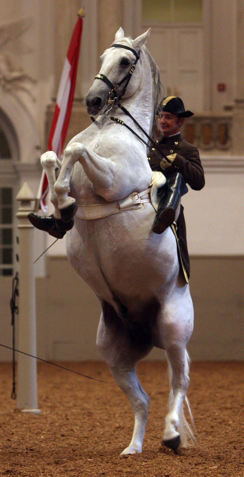 FILE - In this Oct. 7, 2009 file picture a Lipizzaner horse of the Spanish Riding School perfoms during a rehearsal for a fundraising gala for the Spanish Riding School in Vienna, Austria. Austria's famed dancing stallions are being put on a diet. The Spanish Riding School's Lippizaners are an ancient breed that has traditionally had more rounded forms than many others. But school head Elisabeth Guertler said Thursday Feb. 13, 2014 some have piled on the pounds over winter, so "our horses must become skinnier." Part of the problem appears to be too many winter snacks from stable attendants. (AP Photo/Ronald Zak,File)