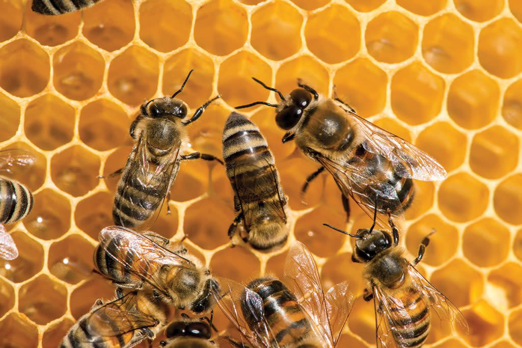 Por un kilo de miel cada abeja vuela entre 40 y 100 kilómetros para cosechar el néctar de al menos 560 flores diarias durante al menos 20 días. Foto: Adobe Stock