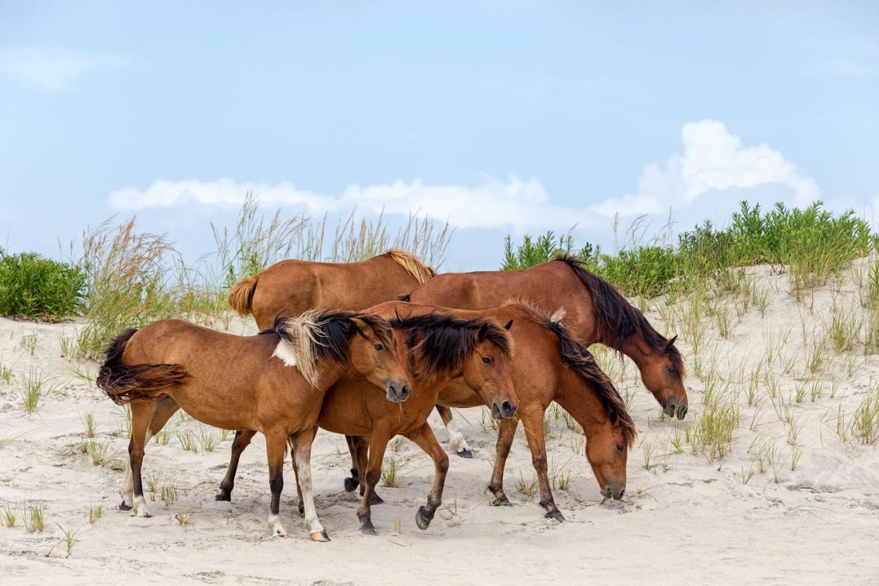 assateague wild ponies on the beach