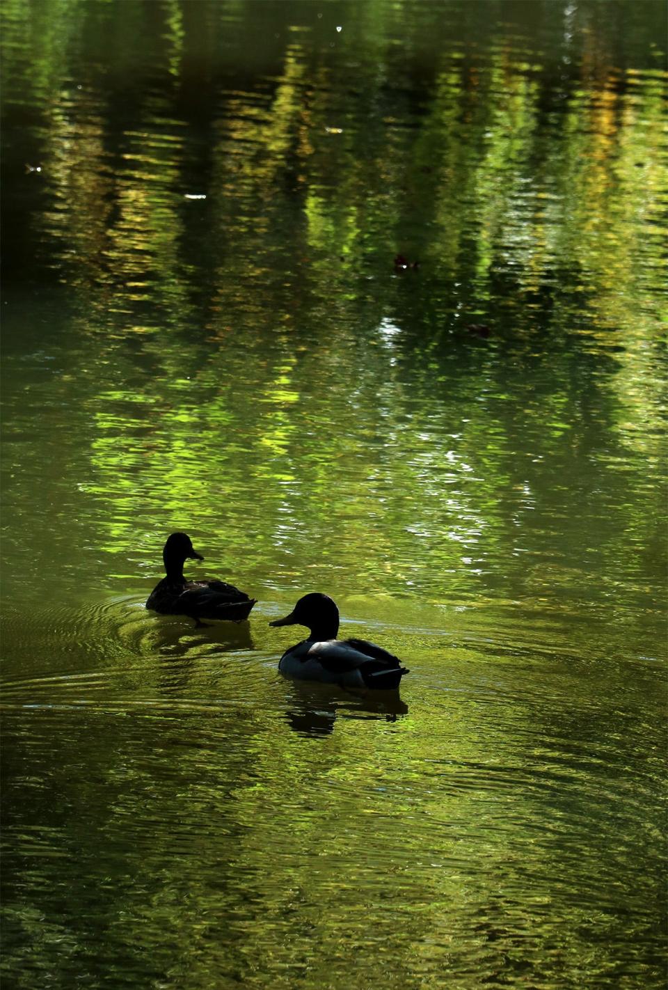 Ducks paddle along Big Walnut Creek at Creekside Park in Gahanna in September 2020.