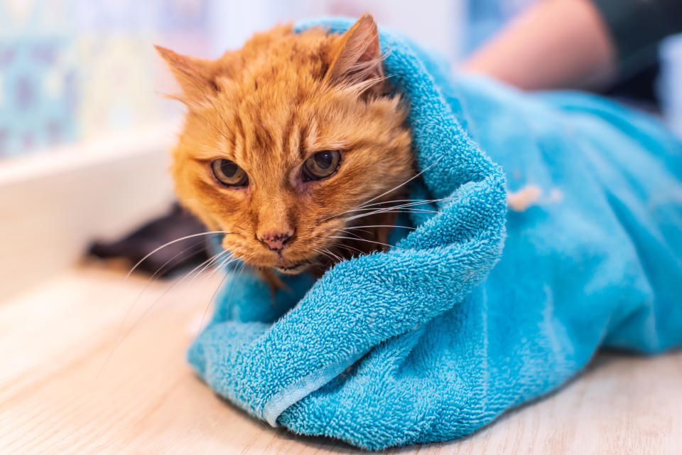 Orange tabby cat is wrapped in a blue towel after grooming and taking a bath