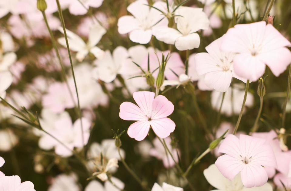 Light pink flowers in Ferguson's garden.