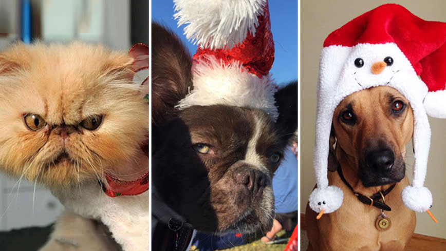 15 furry friends who do not share your Christmas spirit