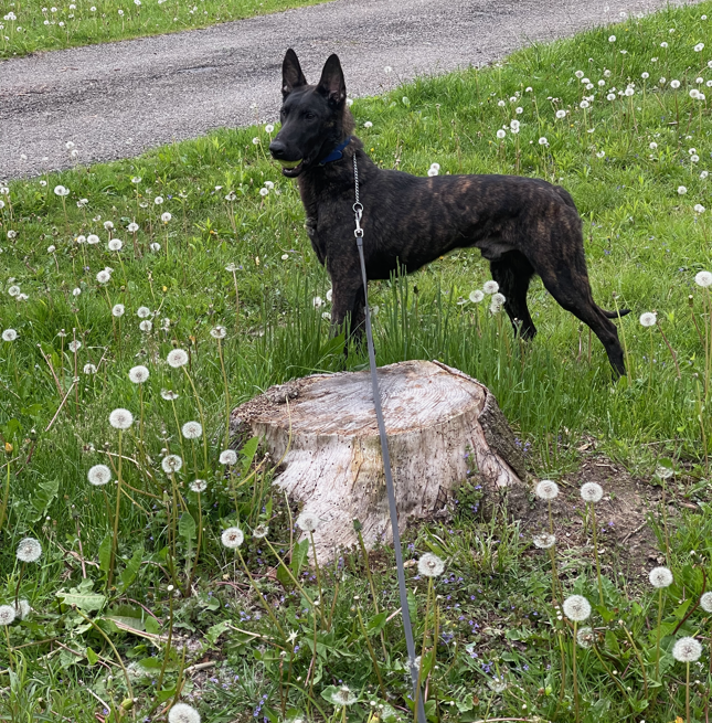 Nik, one of 17 dogs who perished in a house fire on Nov. 23, 2023.