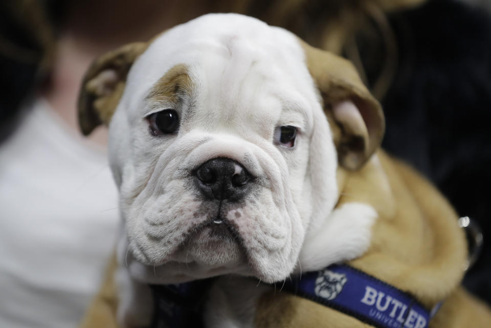 Blue IV is introduced before an NCAA college basketball game between Butler and Marquette, Friday, Jan. 24, 2020, in Indianapolis. (AP Photo/Darron Cummings)