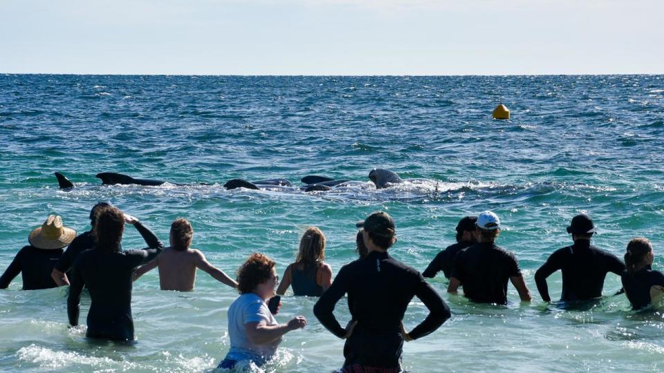 Authorities said the whales eventually returned to sea and are now being monitored to help keep them offshore. Photo: Mick Marlin