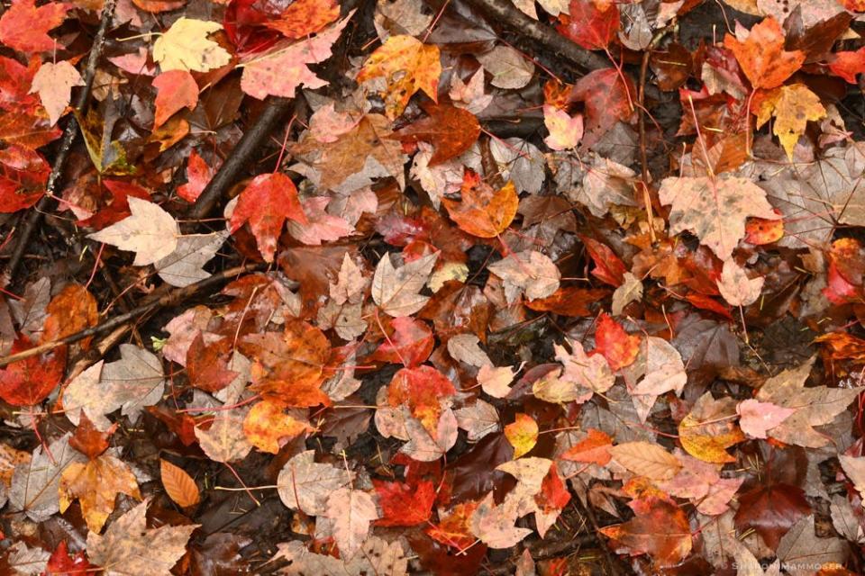 Sharon Mammoser's advice this fall: Leave the leaves.