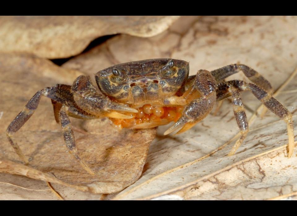 <strong>Scientific Name:</strong> <em>Johora Singaporensis</em>    <strong>Common Name: </strong>Singapore Freshwater Crab    <strong>Category:</strong> Crab    <strong>Population: </strong>Unknown    <strong>Threats To Survival:</strong> Habitat degradation - reduction in water quality and quantity