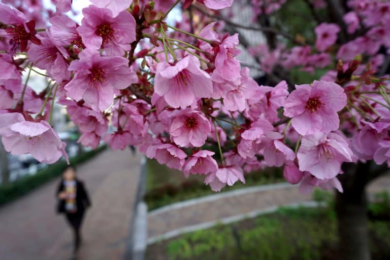 Cherry blossoms in Tokyo