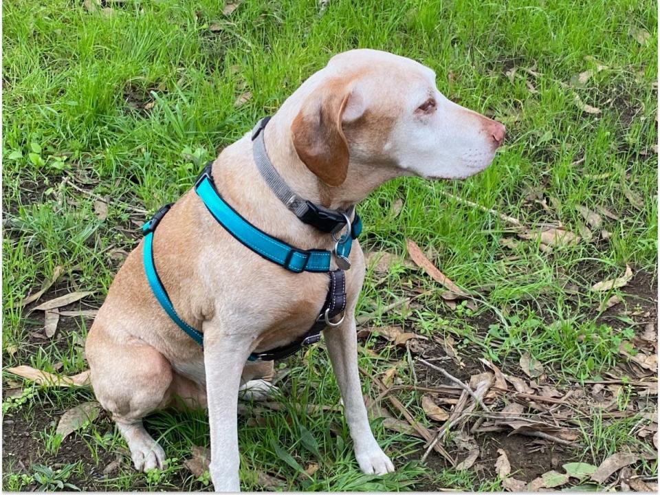 A cream colored labrador dog is wearing a blue Petsafe 3-in-1 Harness while sitting in the grass.