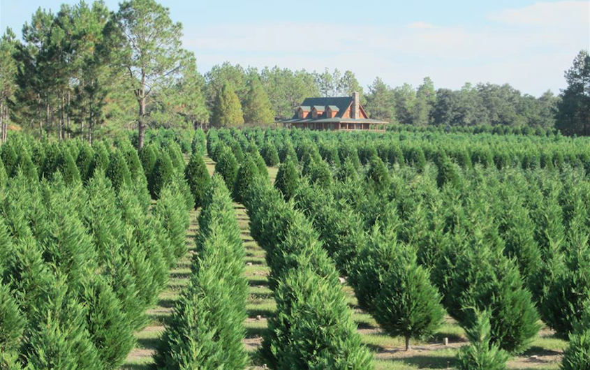 Alabama: Fish River Trees Christmas Tree Farm, Summerdale