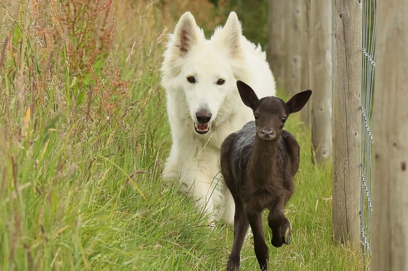 Milly the deer enjoying life with Steve Hopper and his German Shepherds Fox and Bear