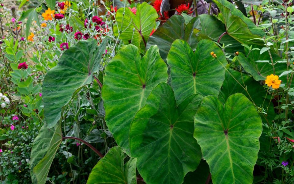 colocasia pink china - Alamy