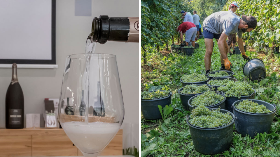 Left: Prosecco is poured into the glass inside a cellar on July 12, 2019 in Conegliano, northeast Italy; Right: Workers harvest grapes for Prosecco in a vineyard on September 19, 2018 in Treviso, Italy. (Photos by Stefano Mazzola/Awakening/Getty Images)