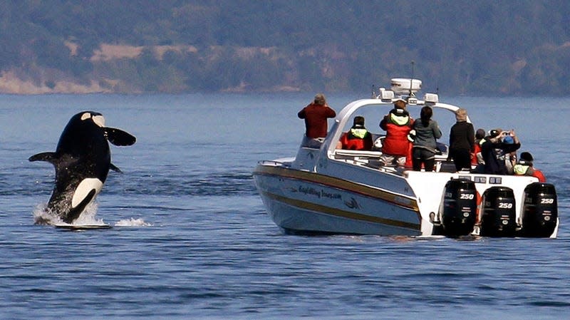 An orca leaps out of the water near a whale-watching boat in the Salish Sea in the San Juan Islands, Washington in 2015. 