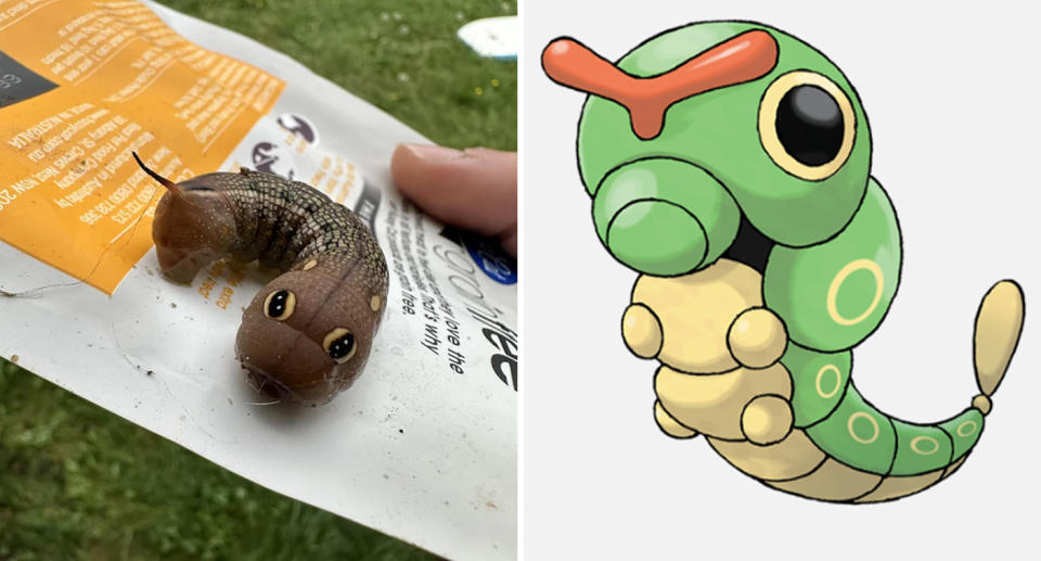 The man's discovery alongside Caterpie. Can you see the resemblance? Source: Reddit - Mysterious-Shake-137 / Pokemon.com