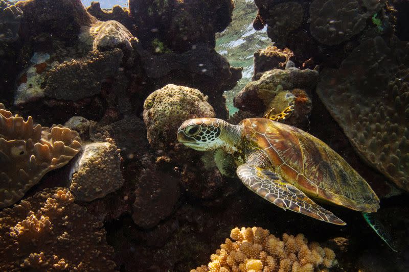 A green turtle swims through corals on the Great Barrier Reef off the coast of Cairns, Australia